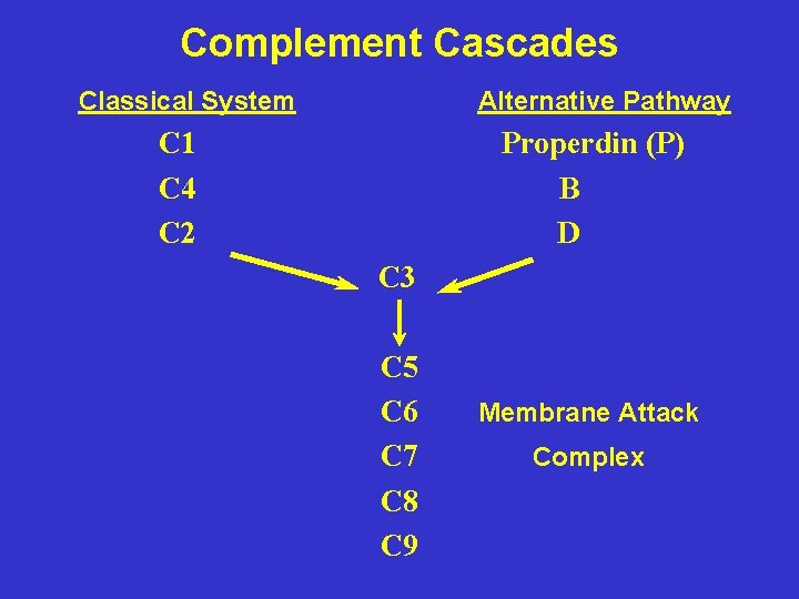 Complement Cascades Classical System Alternative Pathway C 1 C 4 C 2 Properdin (P)