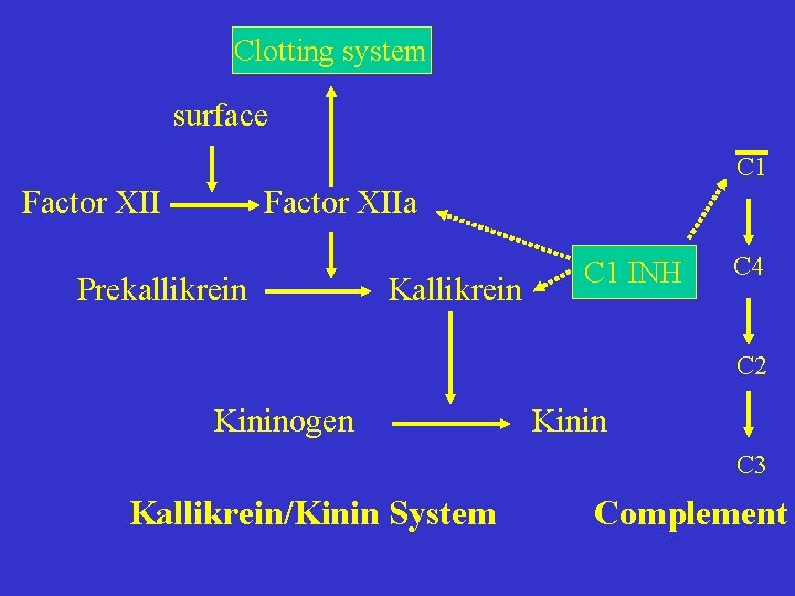 Clotting system surface C 1 Factor XIIa Prekallikrein Kallikrein C 1 INH C 4