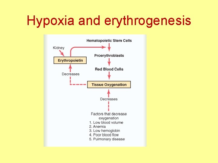 Hypoxia and erythrogenesis 