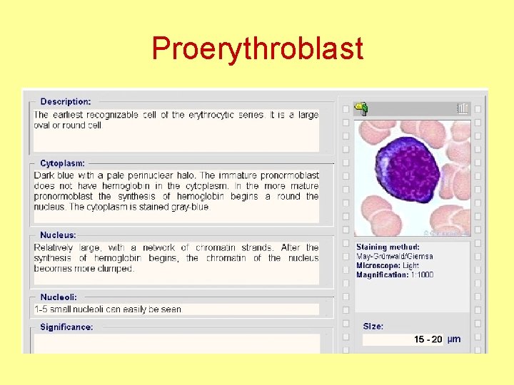 Proerythroblast 