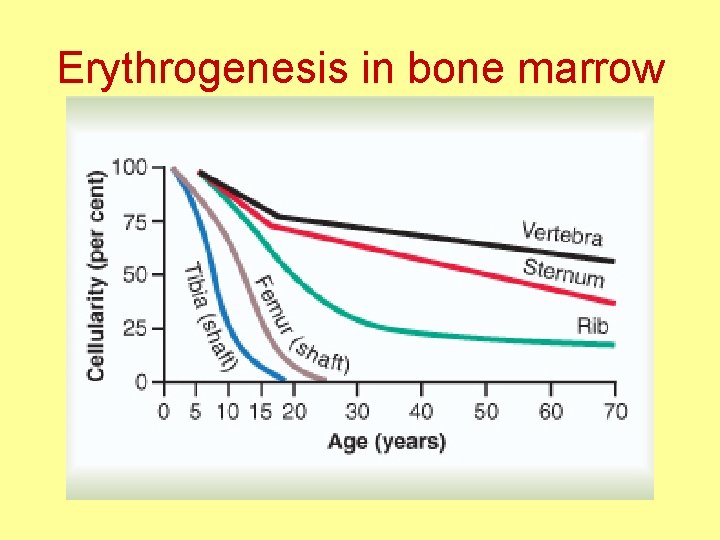 Erythrogenesis in bone marrow 