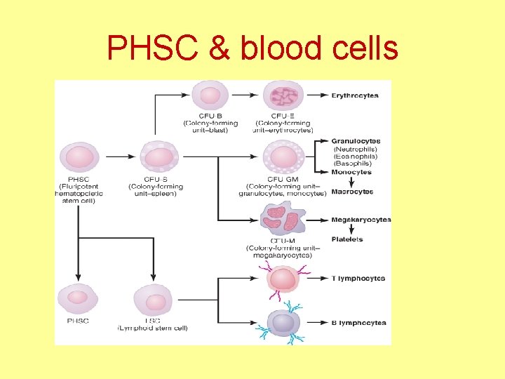 PHSC & blood cells 