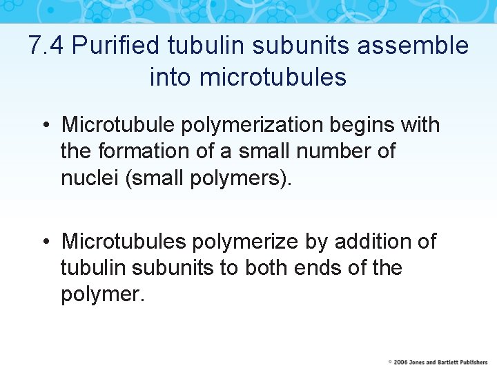 7. 4 Purified tubulin subunits assemble into microtubules • Microtubule polymerization begins with the