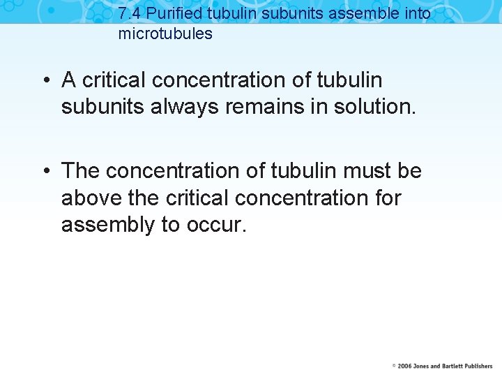 7. 4 Purified tubulin subunits assemble into microtubules • A critical concentration of tubulin