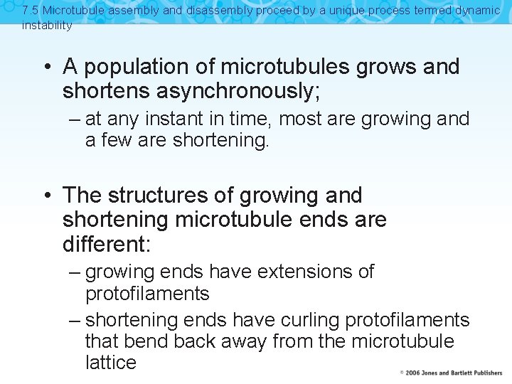 7. 5 Microtubule assembly and disassembly proceed by a unique process termed dynamic instability