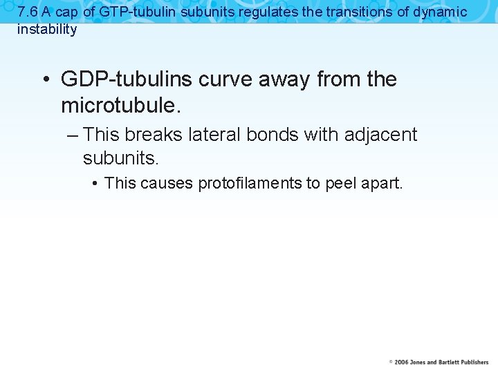 7. 6 A cap of GTP-tubulin subunits regulates the transitions of dynamic instability •