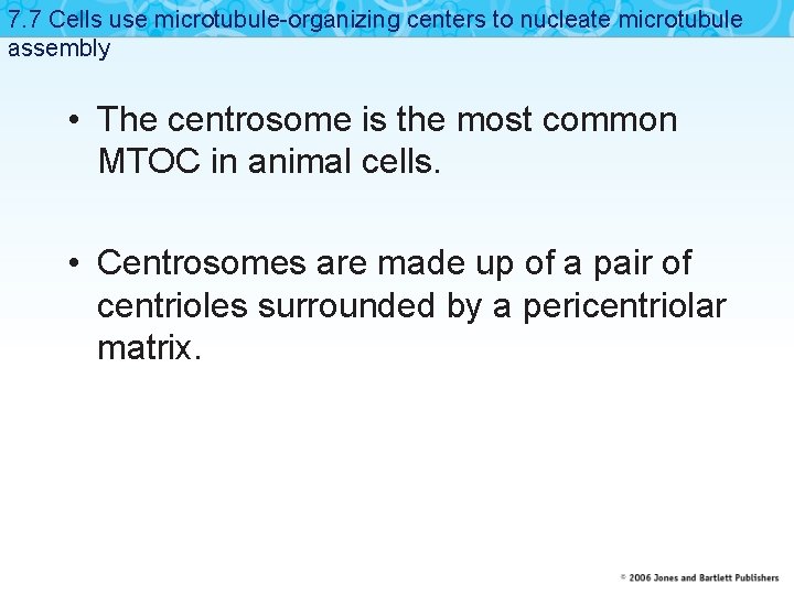 7. 7 Cells use microtubule-organizing centers to nucleate microtubule assembly • The centrosome is
