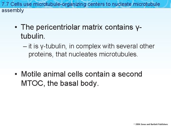 7. 7 Cells use microtubule-organizing centers to nucleate microtubule assembly • The pericentriolar matrix