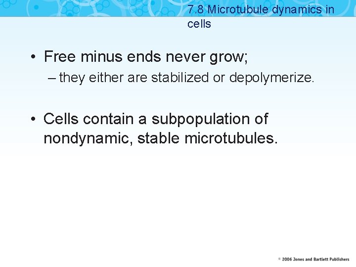 7. 8 Microtubule dynamics in cells • Free minus ends never grow; – they