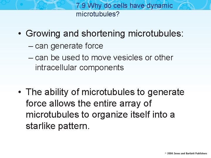 7. 9 Why do cells have dynamic microtubules? • Growing and shortening microtubules: –