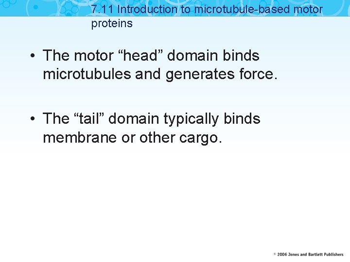 7. 11 Introduction to microtubule-based motor proteins • The motor “head” domain binds microtubules