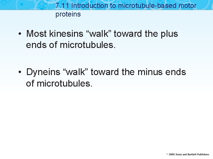 7. 11 Introduction to microtubule-based motor proteins • Most kinesins “walk” toward the plus