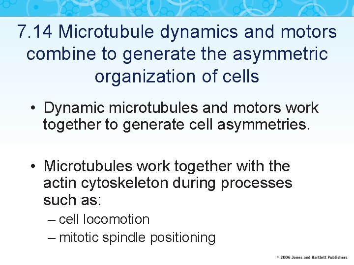 7. 14 Microtubule dynamics and motors combine to generate the asymmetric organization of cells