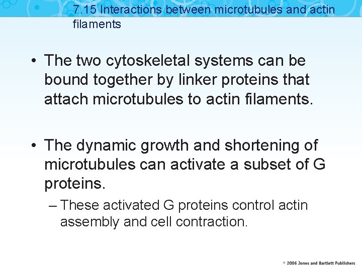 7. 15 Interactions between microtubules and actin filaments • The two cytoskeletal systems can