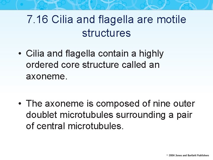 7. 16 Cilia and flagella are motile structures • Cilia and flagella contain a