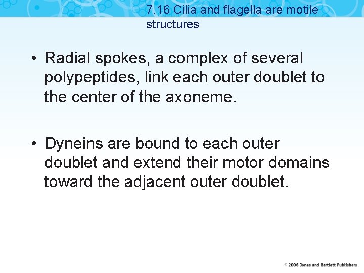 7. 16 Cilia and flagella are motile structures • Radial spokes, a complex of