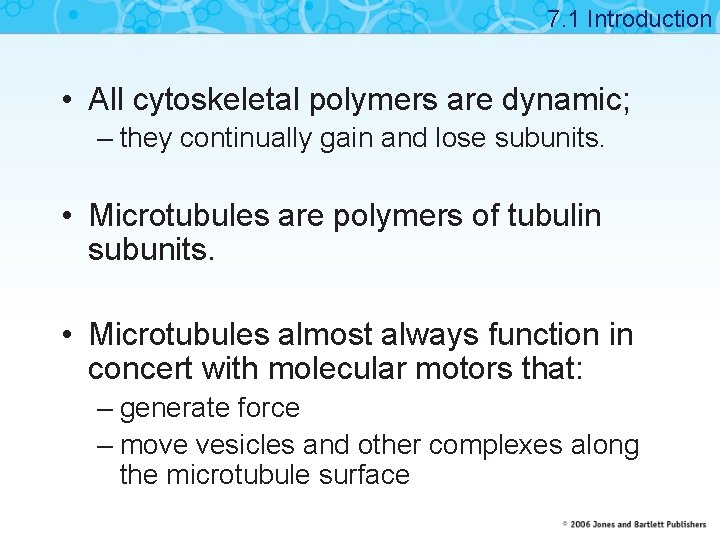 7. 1 Introduction • All cytoskeletal polymers are dynamic; – they continually gain and