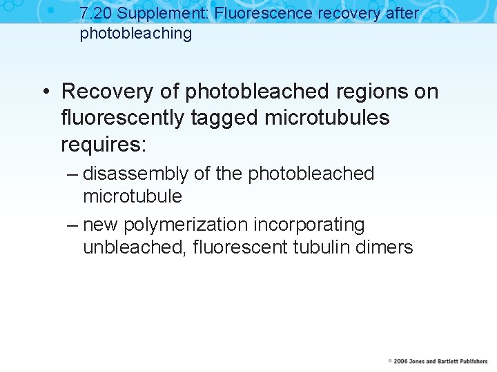 7. 20 Supplement: Fluorescence recovery after photobleaching • Recovery of photobleached regions on fluorescently
