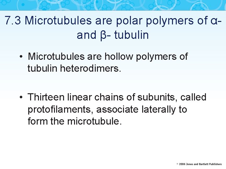 7. 3 Microtubules are polar polymers of αand β- tubulin • Microtubules are hollow