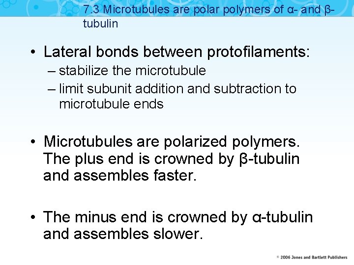 7. 3 Microtubules are polar polymers of α- and βtubulin • Lateral bonds between