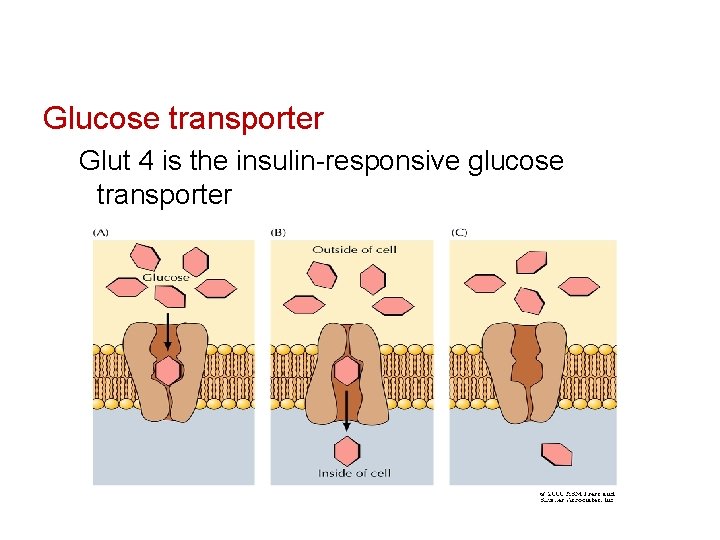 Glucose transporter Glut 4 is the insulin-responsive glucose transporter 