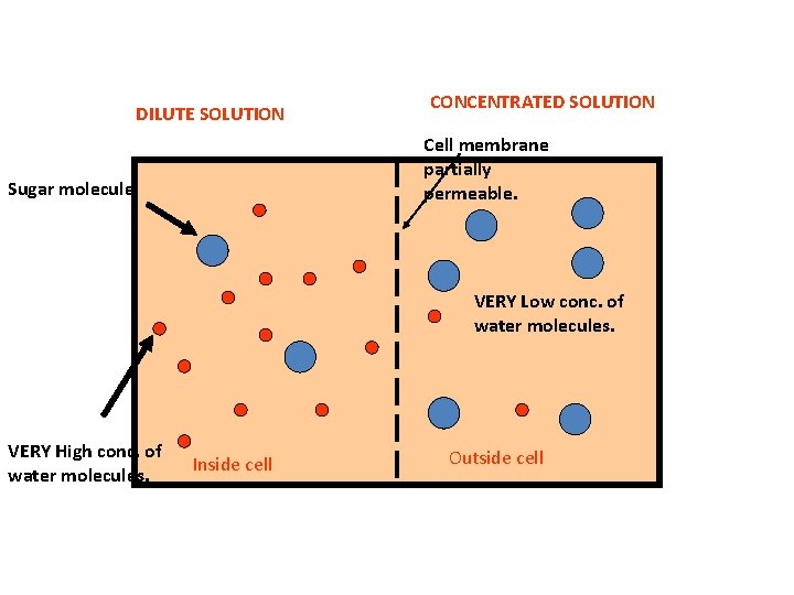 DILUTE SOLUTION CONCENTRATED SOLUTION Cell membrane partially permeable. Sugar molecule VERY Low conc. of