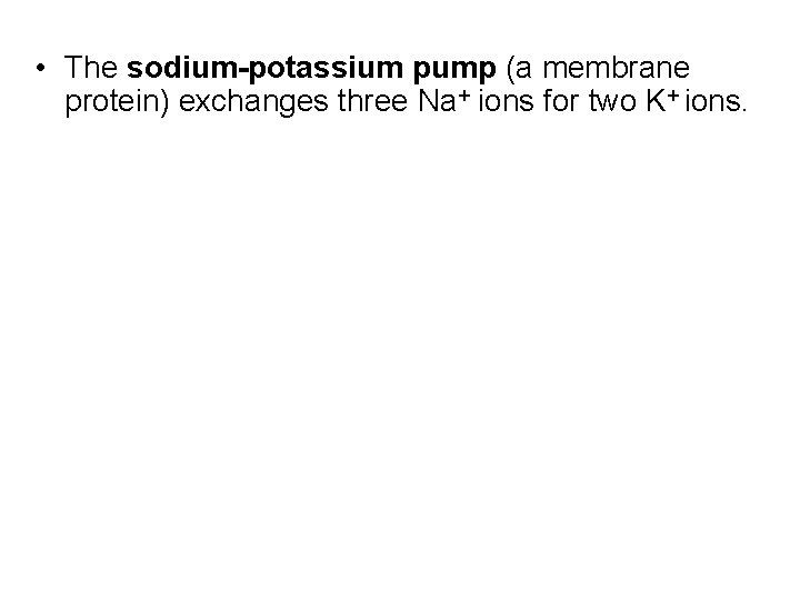  • The sodium-potassium pump (a membrane protein) exchanges three Na+ ions for two