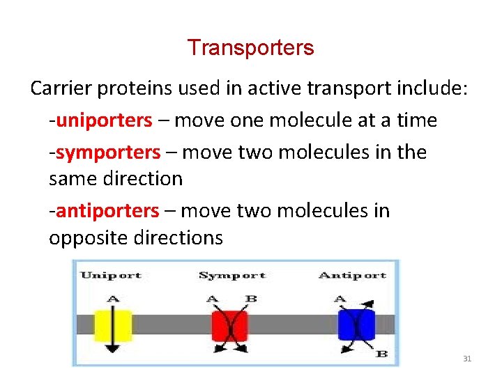 Transporters Carrier proteins used in active transport include: -uniporters – move one molecule at