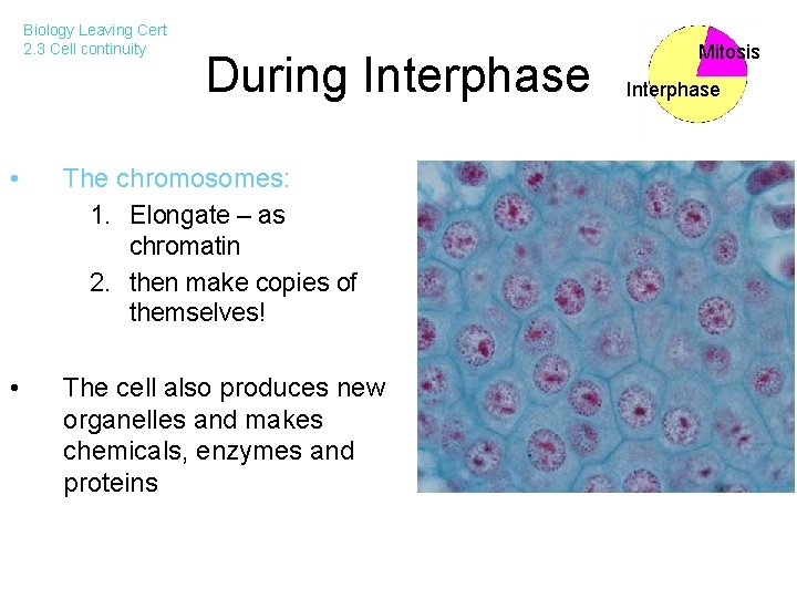 Biology Leaving Cert 2. 3 Cell continuity During Interphase • The chromosomes: 1. Elongate