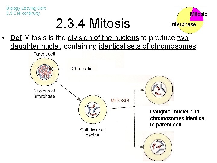 Biology Leaving Cert 2. 3 Cell continuity 2. 3. 4 Mitosis Interphase • Def