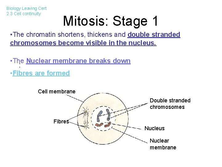 Biology Leaving Cert 2. 3 Cell continuity Mitosis: Stage 1 • The chromatin shortens,