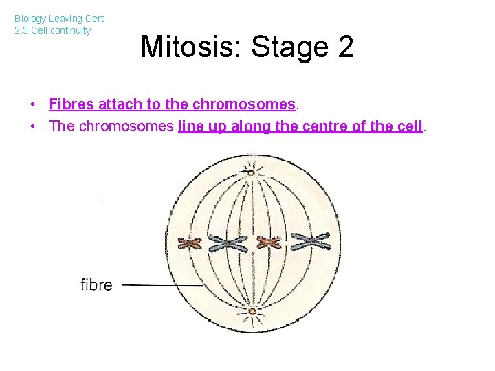 Biology Leaving Cert 2. 3 Cell continuity Mitosis: Stage 2 • Fibres attach to