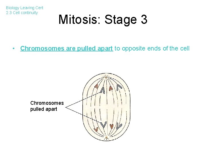Biology Leaving Cert 2. 3 Cell continuity Mitosis: Stage 3 • Chromosomes are pulled