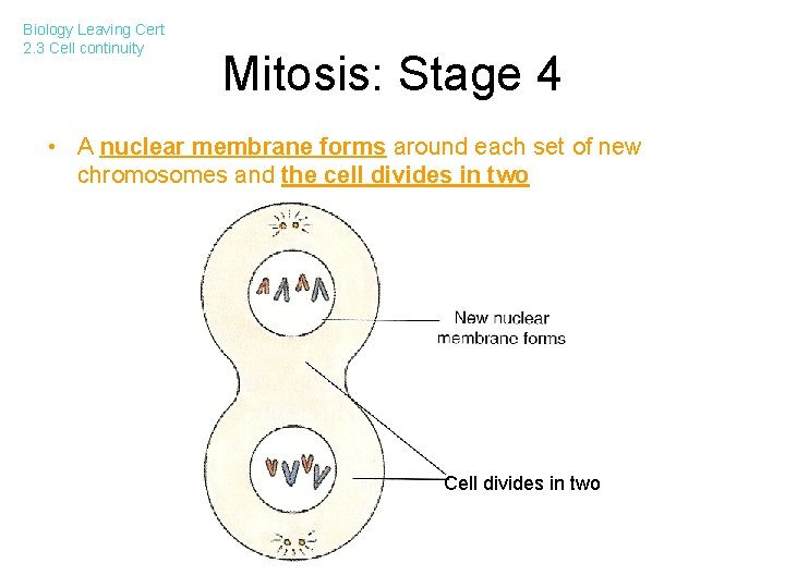 Biology Leaving Cert 2. 3 Cell continuity Mitosis: Stage 4 • A nuclear membrane