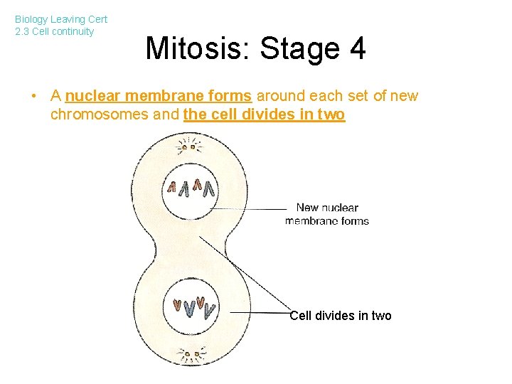 Biology Leaving Cert 2. 3 Cell continuity Mitosis: Stage 4 • A nuclear membrane