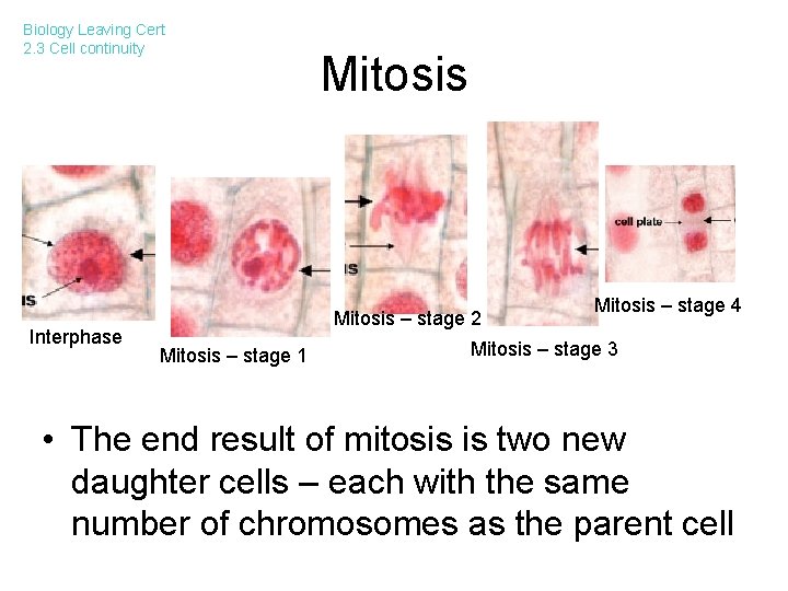 Biology Leaving Cert 2. 3 Cell continuity Interphase Mitosis – stage 2 Mitosis –