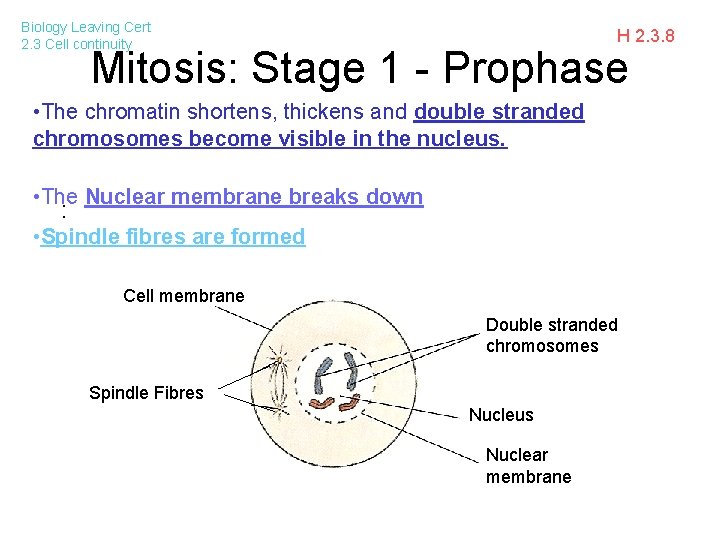 Biology Leaving Cert 2. 3 Cell continuity H 2. 3. 8 Mitosis: Stage 1