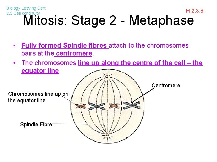 Biology Leaving Cert 2. 3 Cell continuity H 2. 3. 8 Mitosis: Stage 2