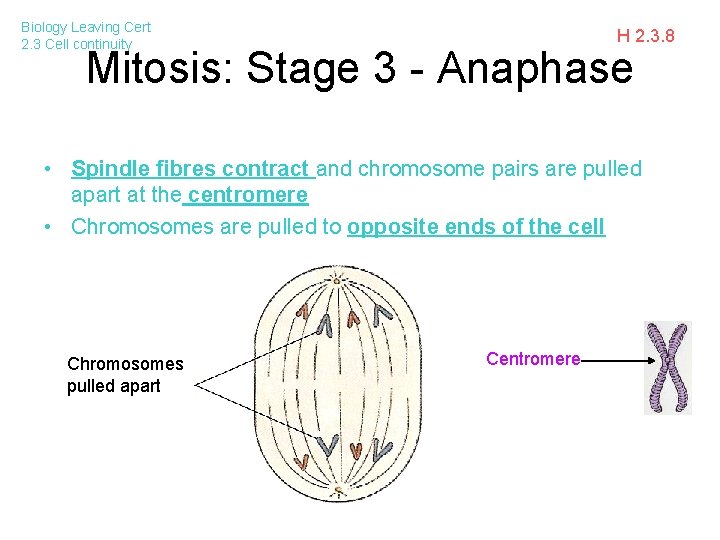 Biology Leaving Cert 2. 3 Cell continuity H 2. 3. 8 Mitosis: Stage 3