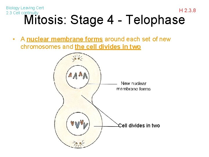 Biology Leaving Cert 2. 3 Cell continuity H 2. 3. 8 Mitosis: Stage 4