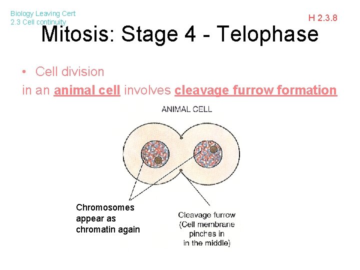 Biology Leaving Cert 2. 3 Cell continuity H 2. 3. 8 Mitosis: Stage 4