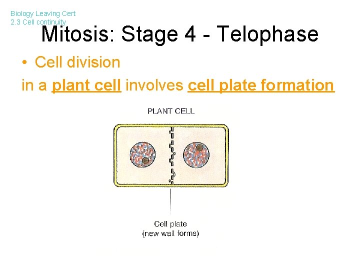 Biology Leaving Cert 2. 3 Cell continuity Mitosis: Stage 4 - Telophase • Cell