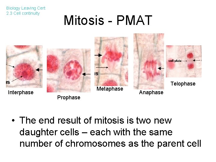 Biology Leaving Cert 2. 3 Cell continuity Interphase Mitosis - PMAT Metaphase Prophase Telophase