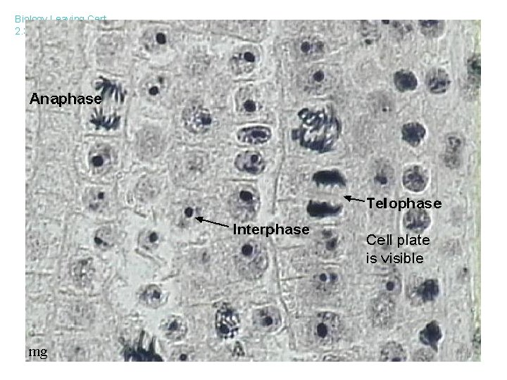 Biology Leaving Cert 2. 3 Cell continuity 