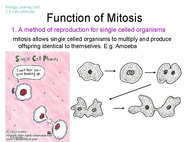 Biology Leaving Cert 2. 3 Cell continuity Function of Mitosis 1. A method of