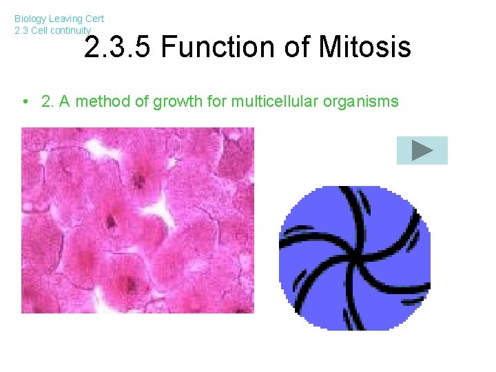 Biology Leaving Cert 2. 3 Cell continuity 2. 3. 5 Function of Mitosis •