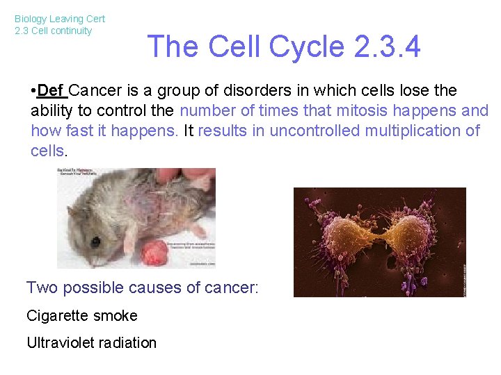 Biology Leaving Cert 2. 3 Cell continuity The Cell Cycle 2. 3. 4 •