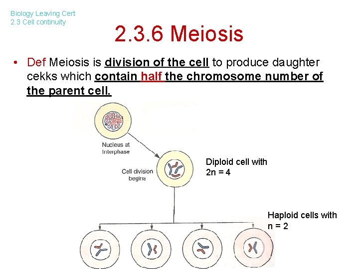 Biology Leaving Cert 2. 3 Cell continuity 2. 3. 6 Meiosis • Def Meiosis