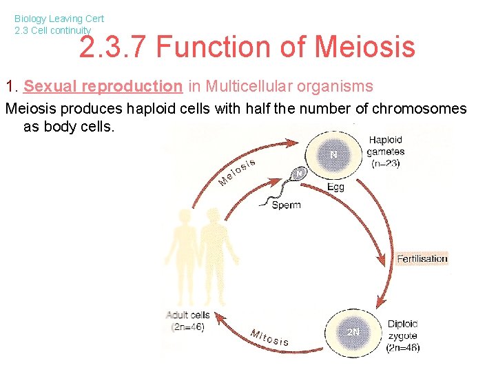 Biology Leaving Cert 2. 3 Cell continuity 2. 3. 7 Function of Meiosis 1.