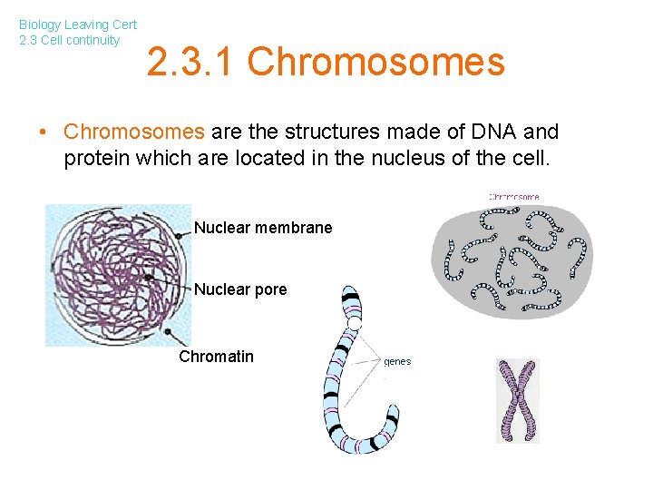 Biology Leaving Cert 2. 3 Cell continuity 2. 3. 1 Chromosomes • Chromosomes are